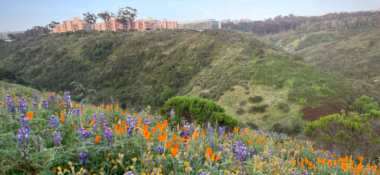 Geisel Library